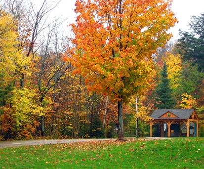 A tree with fall leaves on it near a house.