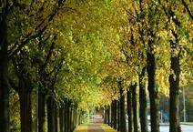 A long row of trees with green leaves on them.